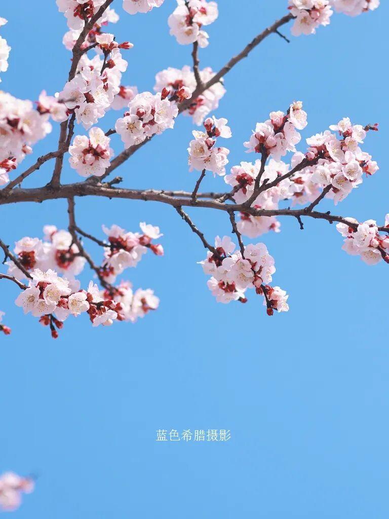 一枝红杏出墙来