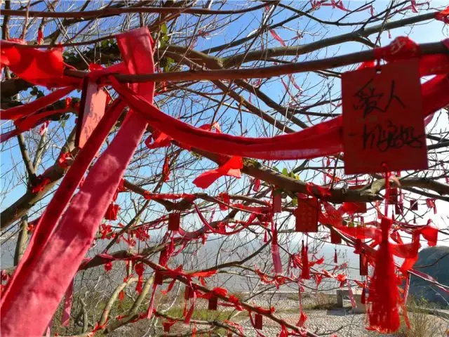 捌——寂寞的月老树