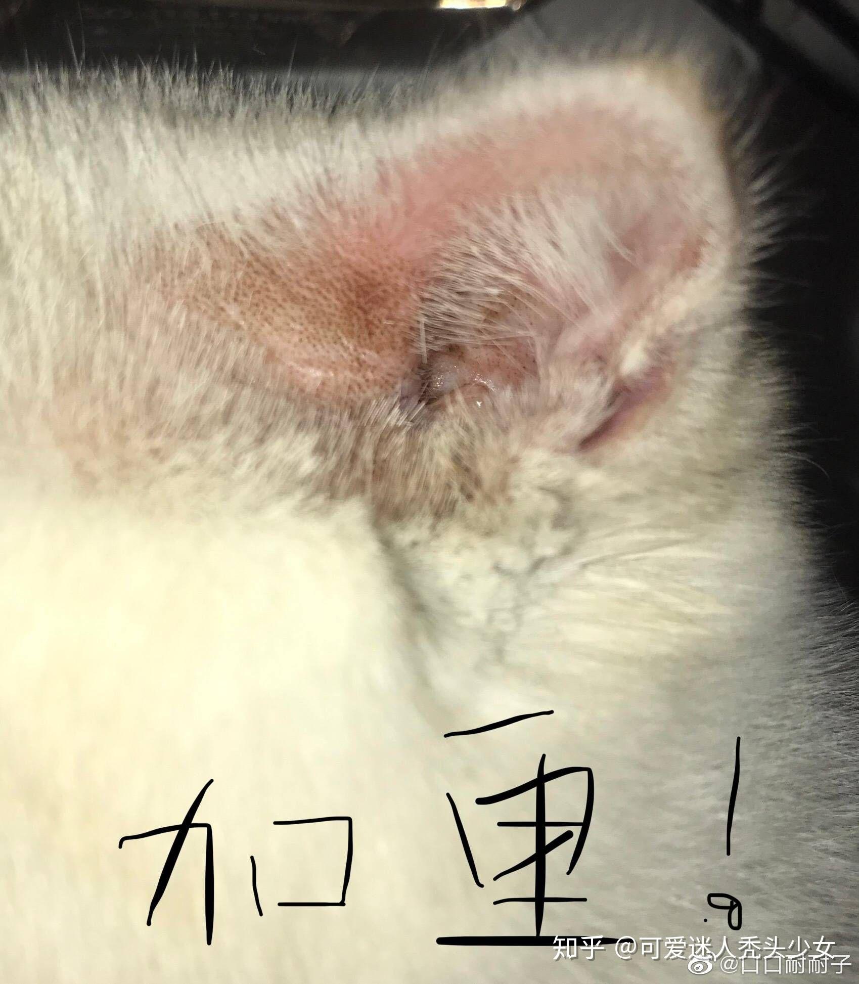 猫耳朵里的马拉色菌治疗历程 - 知乎