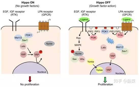 经典信号通路总结hippo信号通路