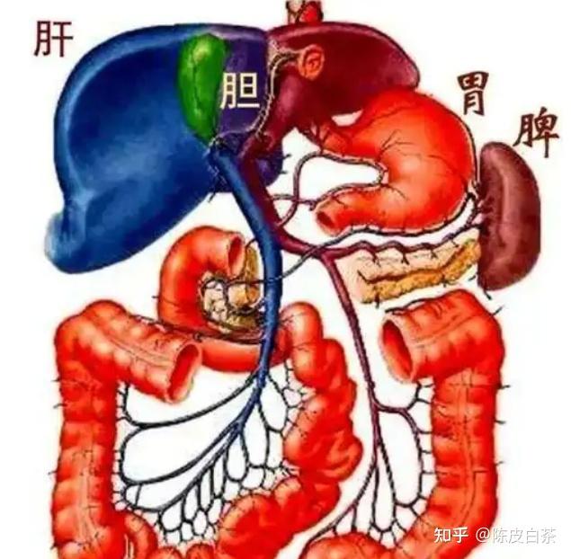 脏腑与经络--脾与足太阴经 - 知乎