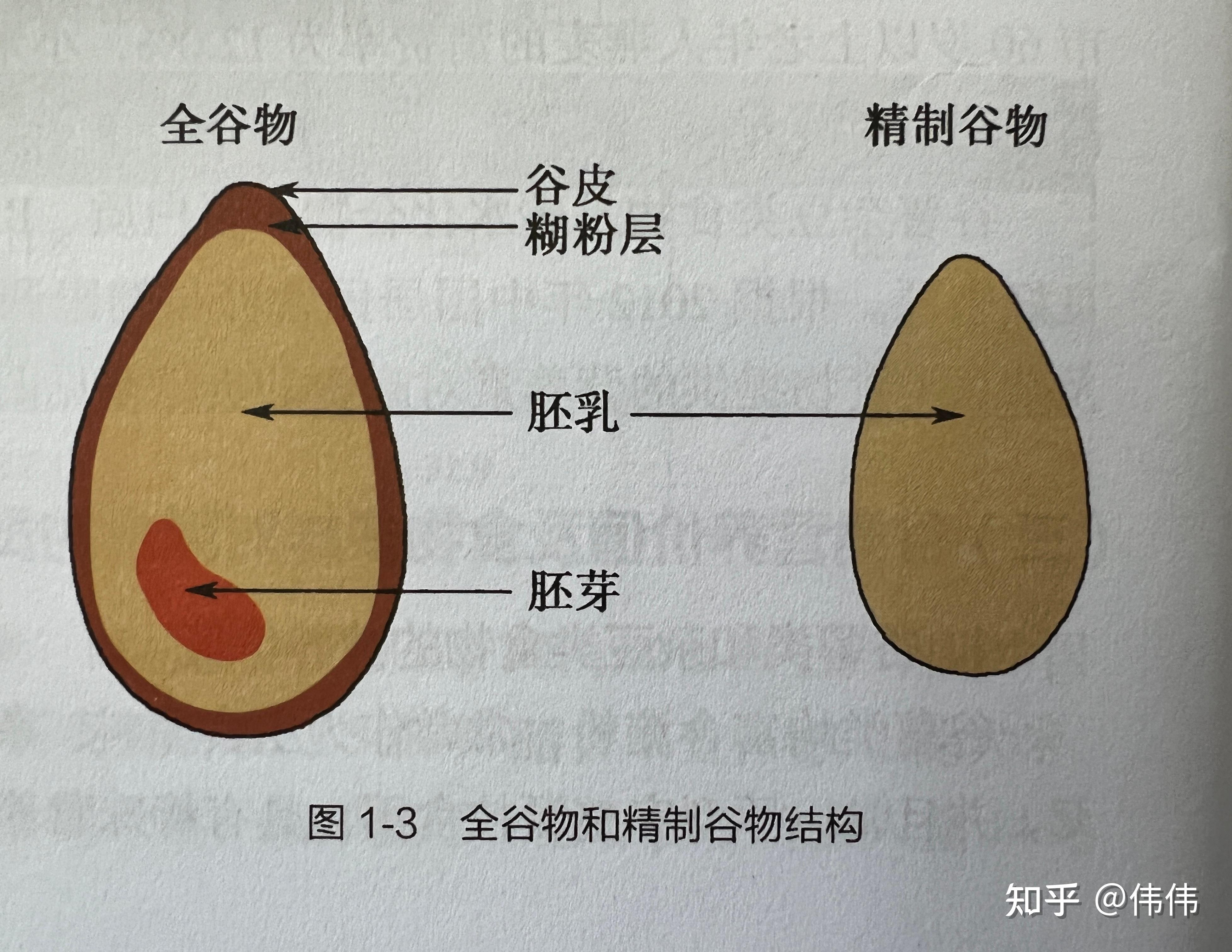 谷物种子脱去壳后,分为谷皮,糊粉层,胚乳和胚芽4个部分,其营养成分也