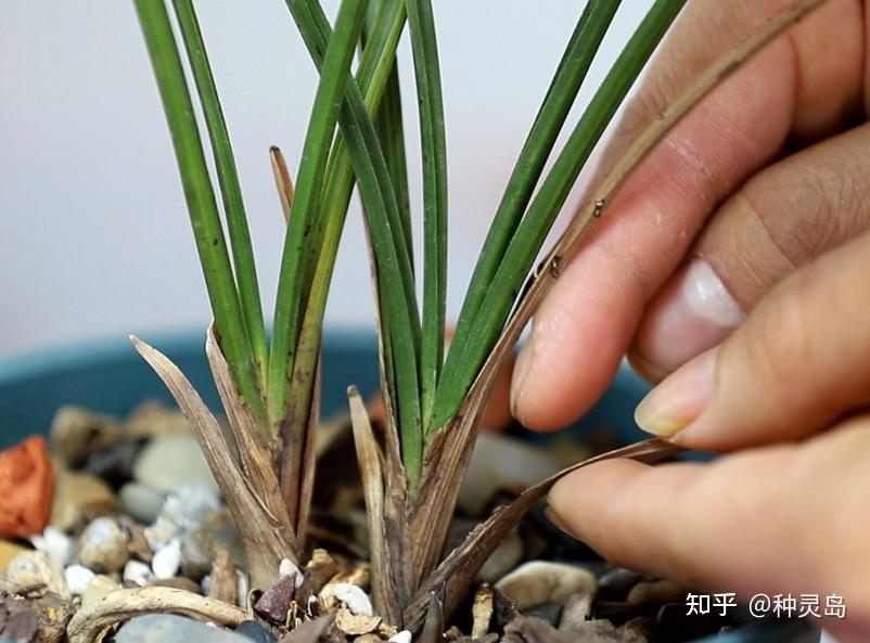 简单一招,轻松判断是否烂根!再也不怕盆栽植物烂根了~ - 知乎