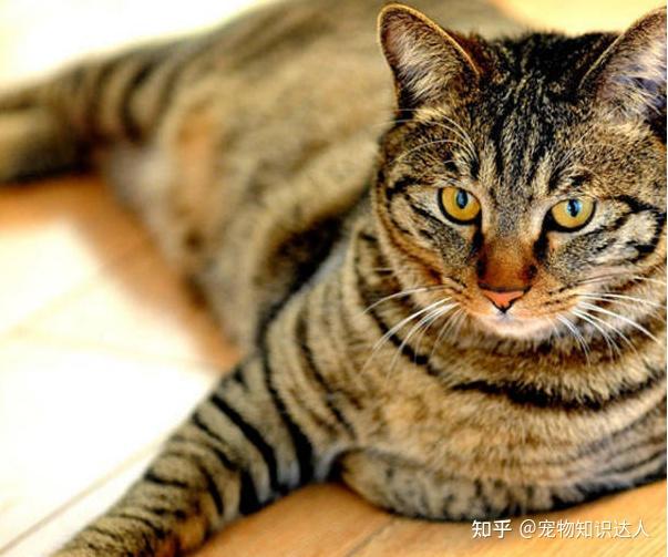 猫界排行榜之小帅猫，每只都威风凛凛！ - 知乎