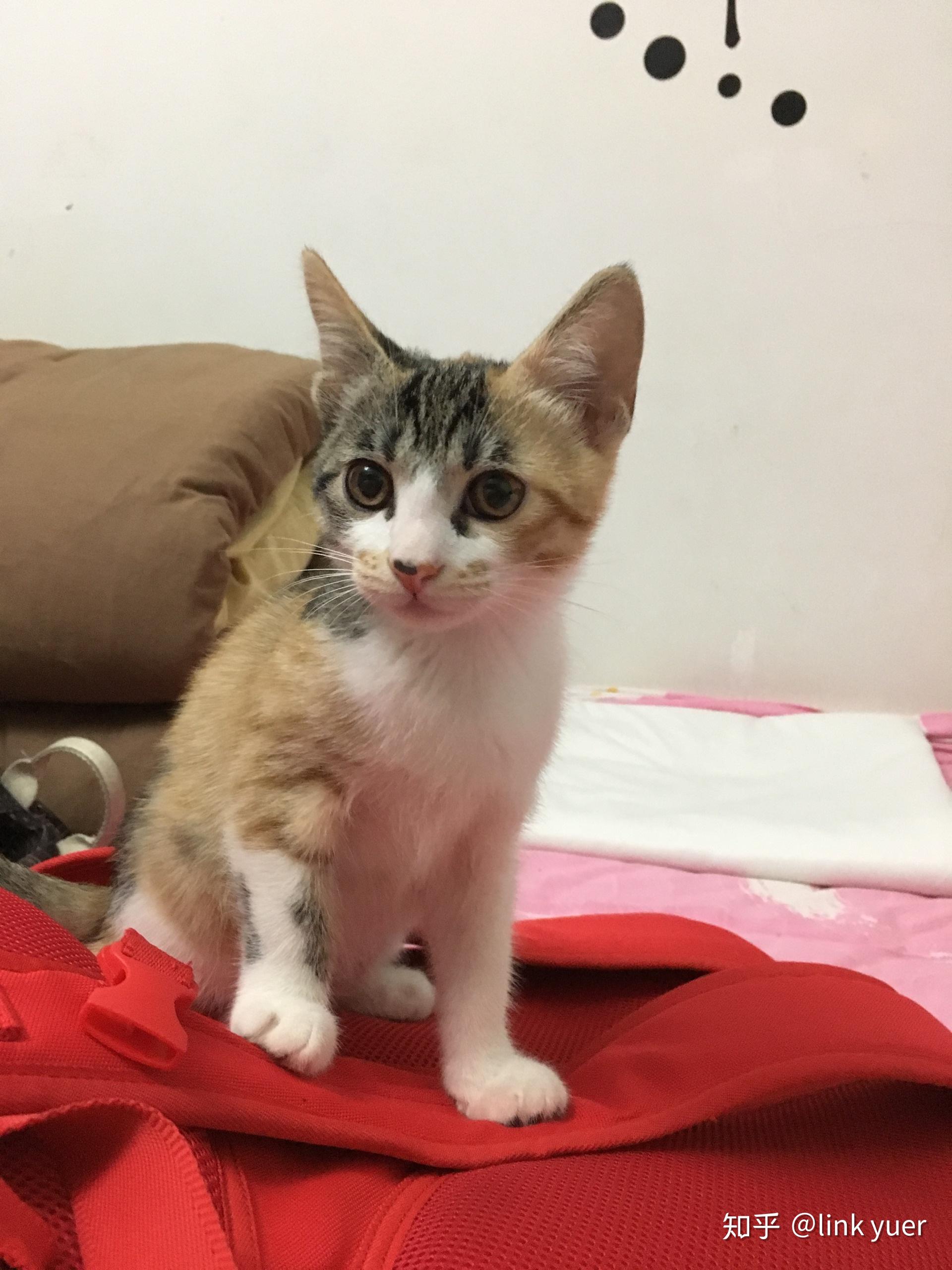 养三花猫是一种怎样的体验? - 知乎