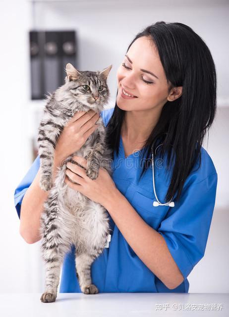 掌握正确的抱猫姿势,让你和猫咪更亲近! - 知乎