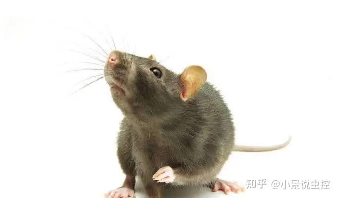 鼠类知多少——老鼠的听觉系统有多发达?