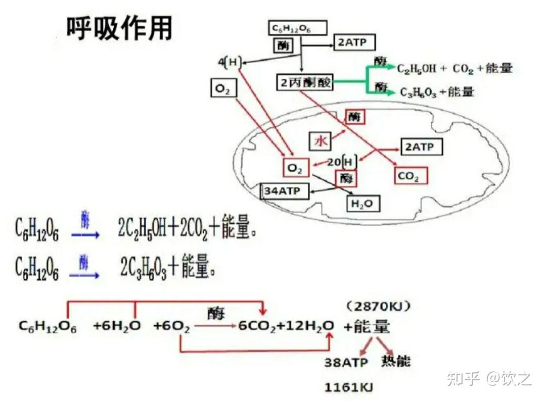 呼吸作用的反应式:葡萄糖加6个水和氧气,在酶的催化作用下,生成12个水