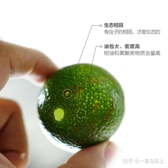 小青柑普洱品牌哪个比较好?一篇看懂小青柑的产地、原料和特点!