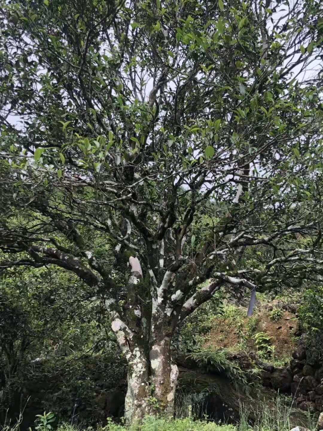 凤凰乌岽顶宋种单丛,有独特的"山韵味",而形成这些"山韵"的关键因素