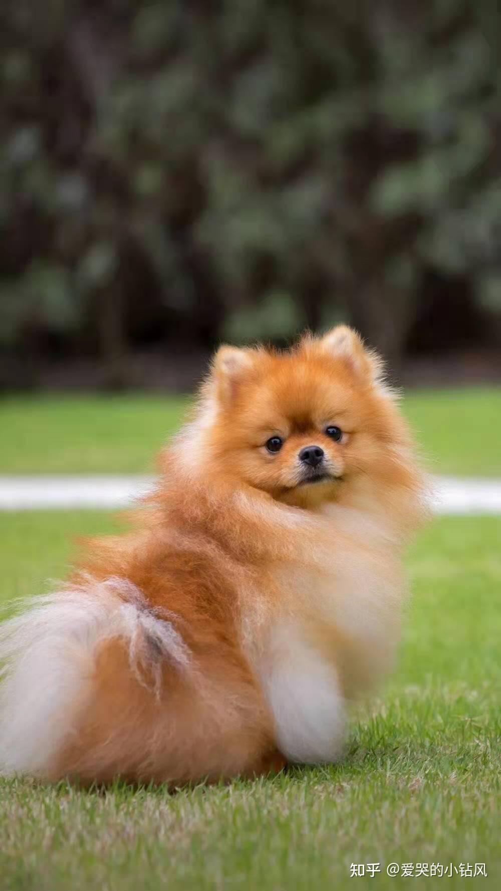 博美犬pomeranian