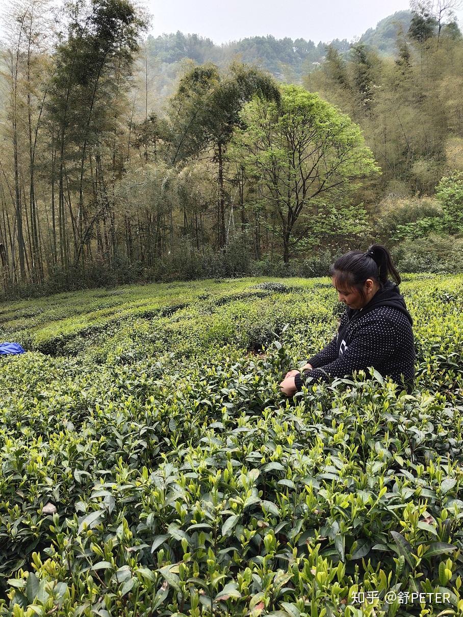 周末回家采摘六安瓜片茶季最忙时候常回家看看