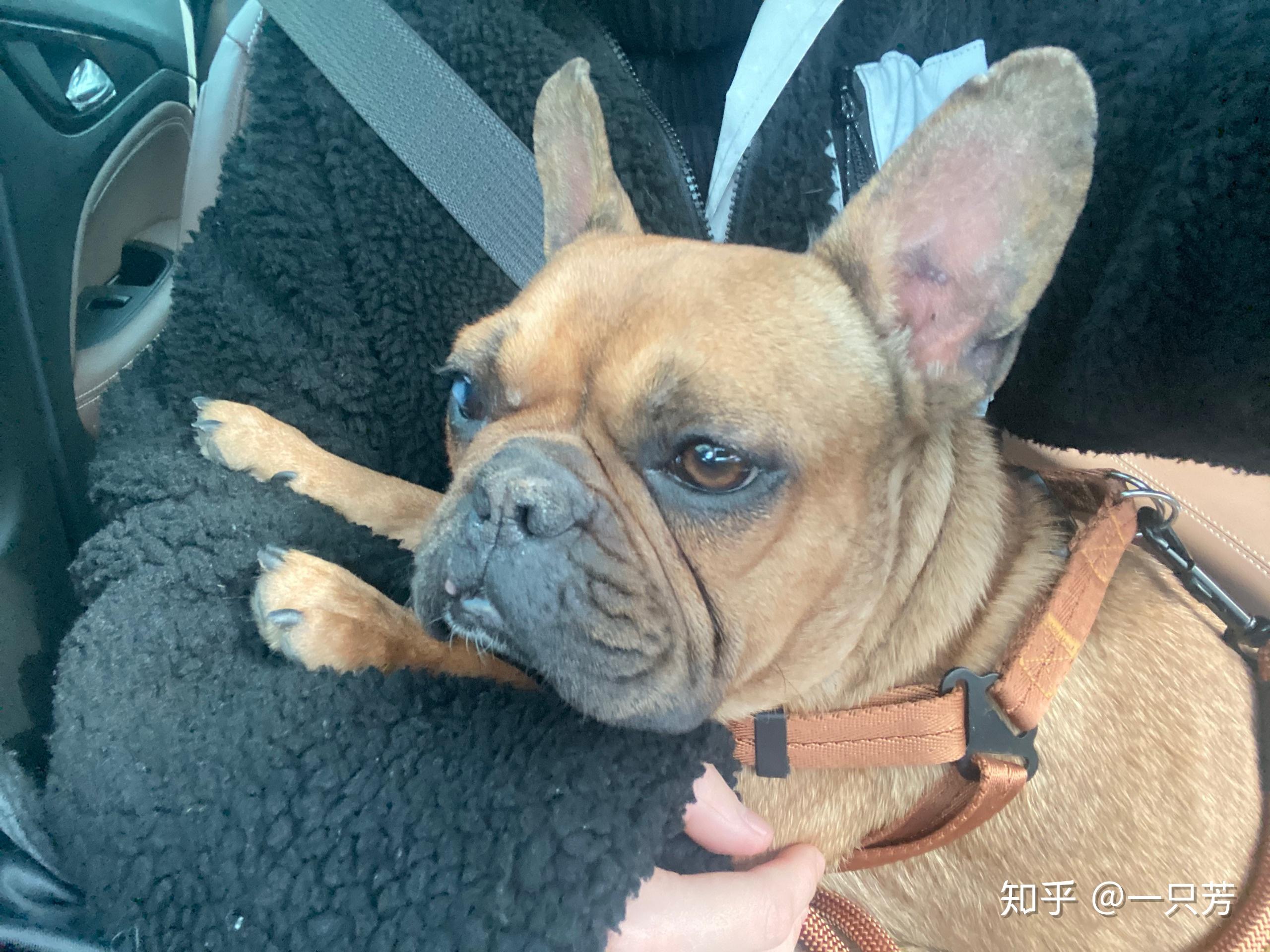 驼色黑面罩法斗适合配什么颜色的法斗