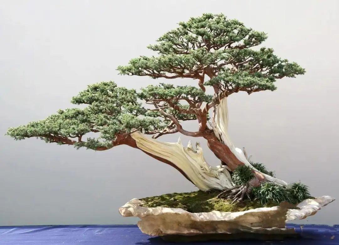 盆景图片欣赏第5届中国风盆景展