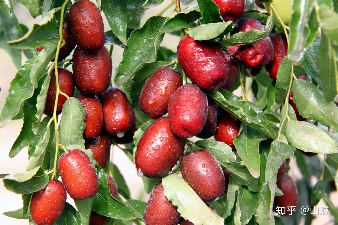 骏枣是新疆产量最大的红枣,也叫和田枣,和田玉枣,新疆阿克苏大枣 