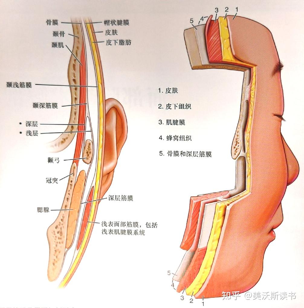 面部除皺術的發展簡述