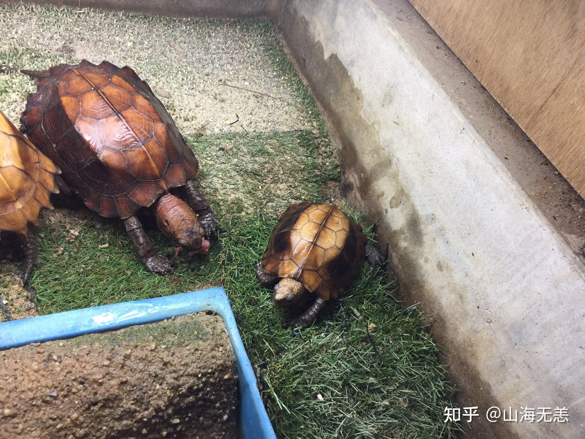 锯缘龟到家后怎么饲养,调理