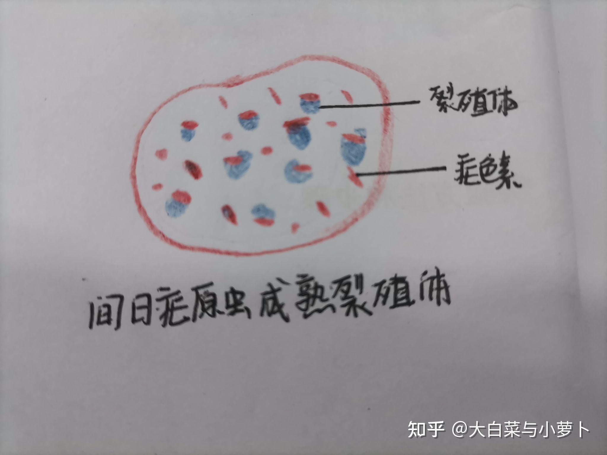 疟原虫红蓝铅笔图图片