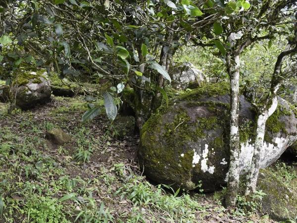 古茶树稀缺,为什么更多人热衷于古树茶? - 知乎