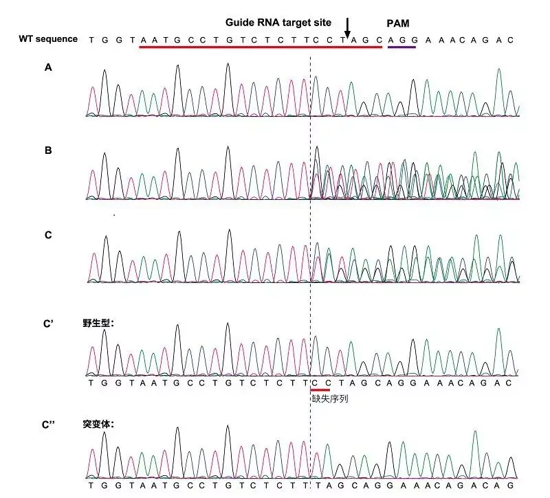 GENOTYPING 101 - 知乎