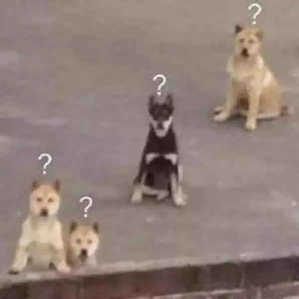你们都是这么给猫取名的么 知乎