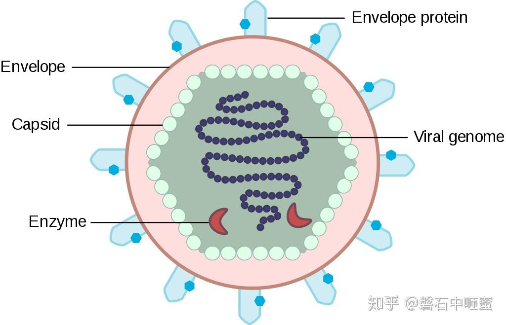 病毒结构的简化图病毒粒子,也称为病毒粒子,由dna或rna制成的基因组成