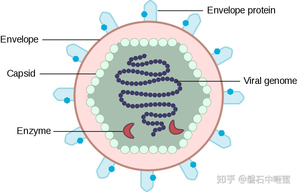 病毒的形态 三种图片