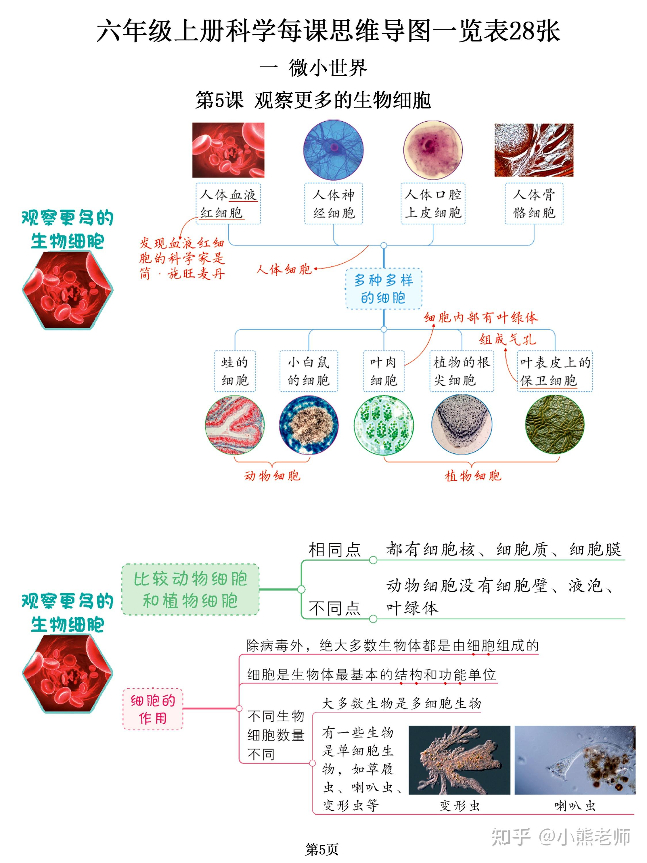 微小膜壳绦虫思维导图图片