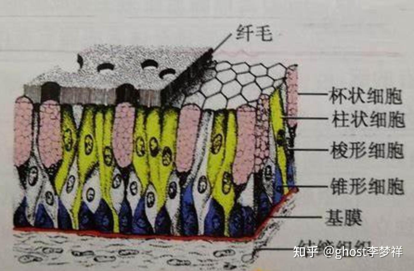 组织学胚胎学笔记#2-上皮组织1[总论及分类] - 知乎