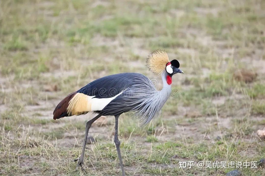 膝关节的克星 - 知乎