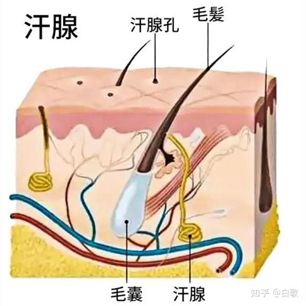 大汗腺(又称顶泌汗腺),只集中分布在腋下,胯下,乳晕,外耳道里等,排出