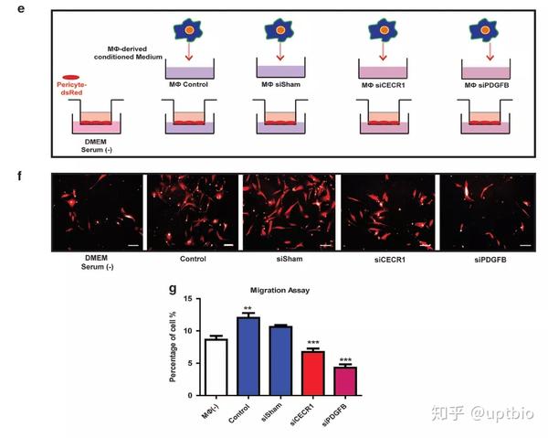 国自然大热肿瘤微环境肿瘤相关巨噬细胞与血管生成