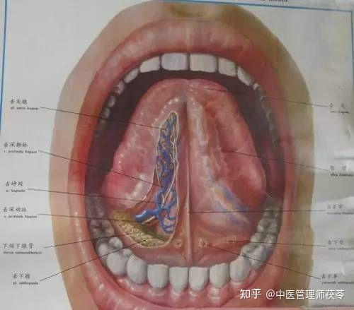 舌下经络图片