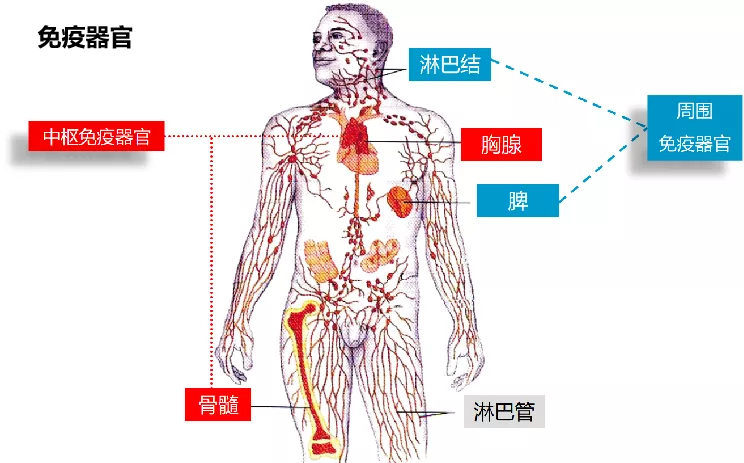 人体免疫系统简笔画图片