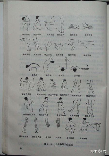解剖 关节的运动(屈伸收展) - 知乎