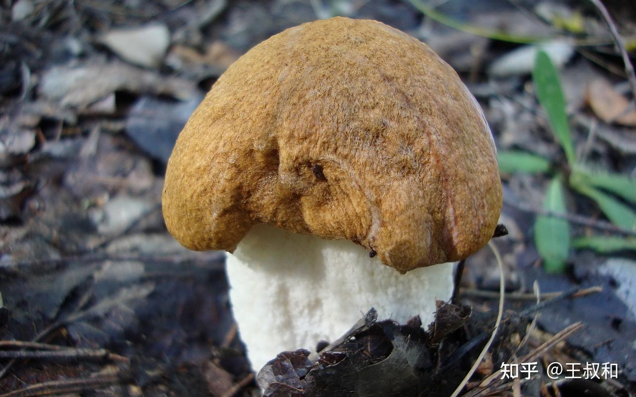 现代中药发酵融入现代生物工程技术后,中药发酵进入明确菌种,筛选优良