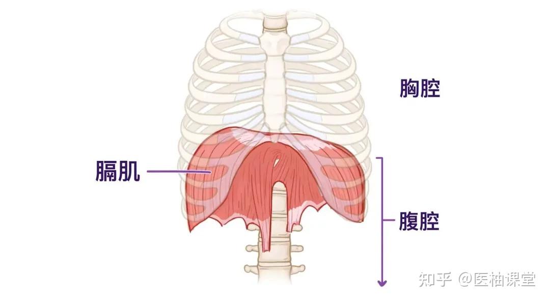 人体解剖学基础:膈肌 - 知乎