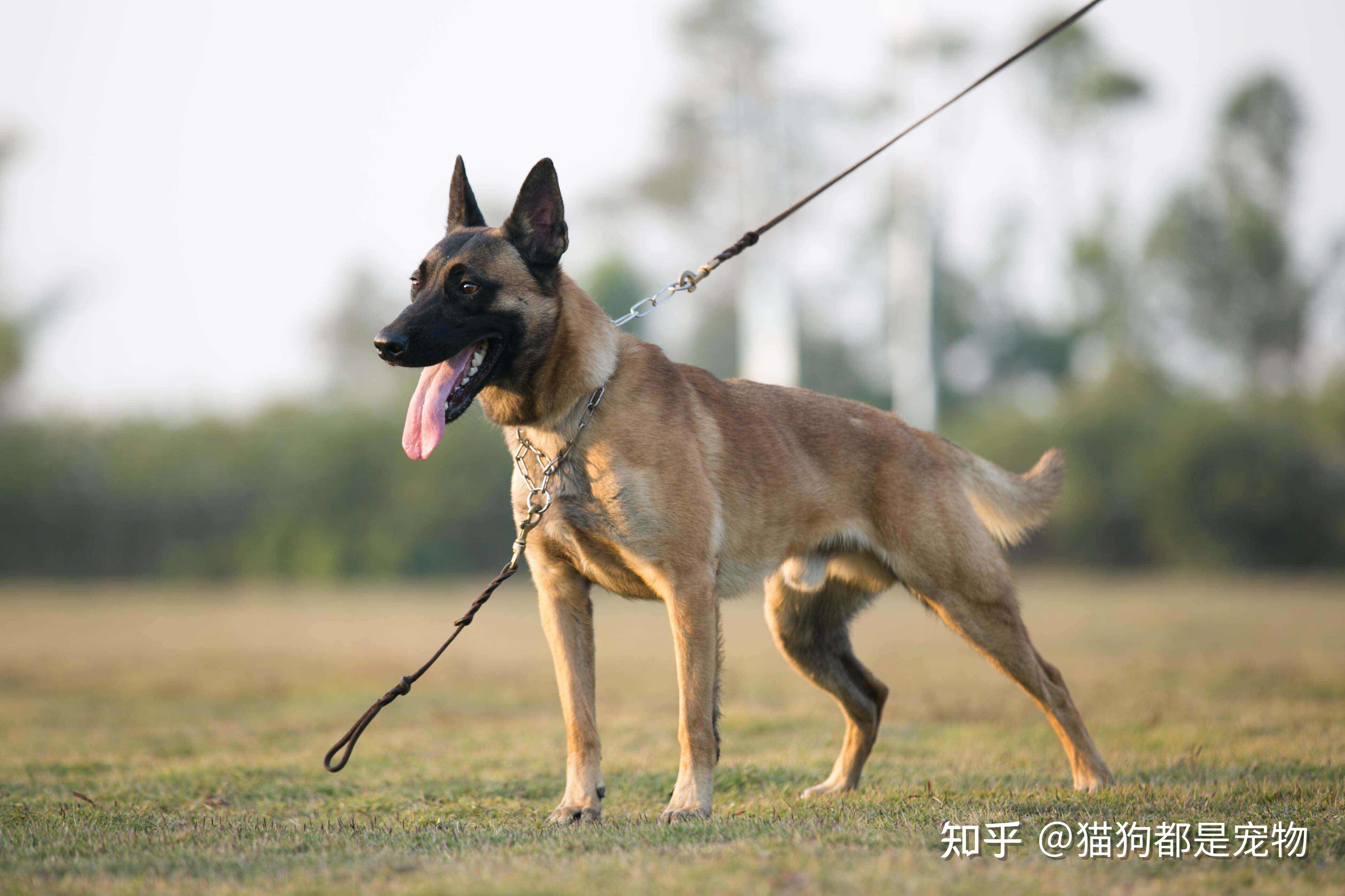 马犬_图片_互动百科