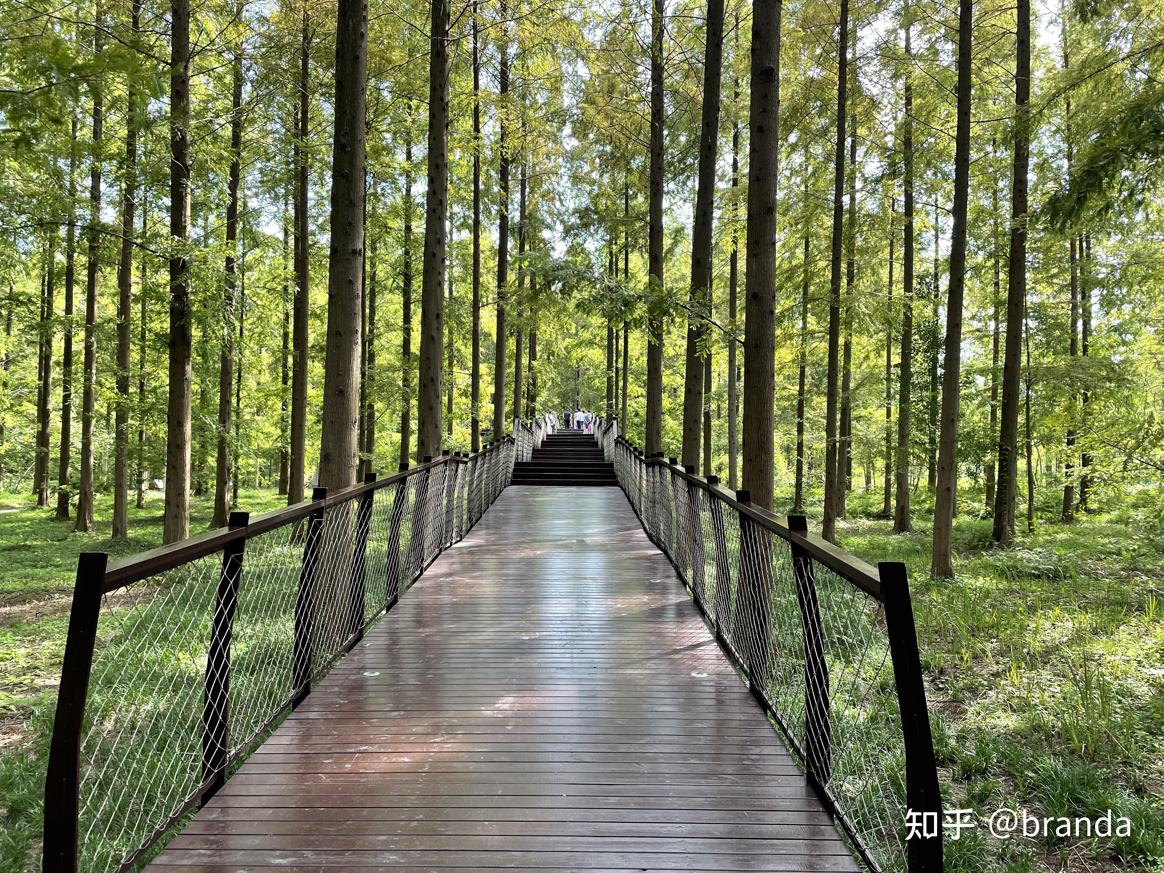 小众旅游景点江苏盐城东台市黄海森林公园