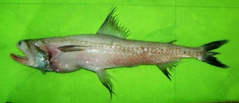 您可能吃到了假鱼闲聊沙丁鱼作者暮晖熠熠乐乐