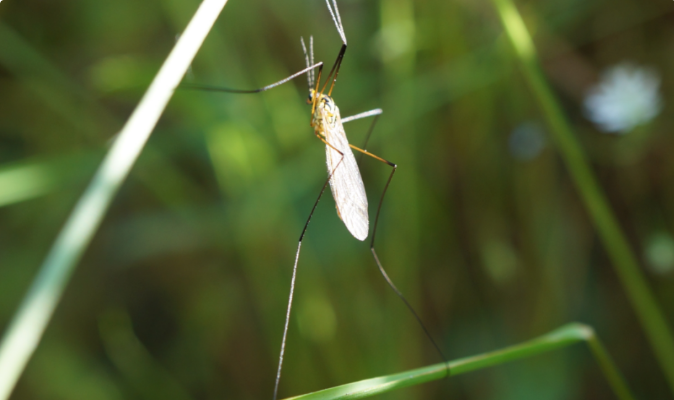 夏天到了,如何减少蚊、蝇等病媒生物的侵扰? - 知乎