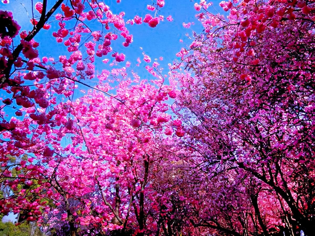 又到了一年一度的樱花季,这个樱花美如画的地方就在昆明圆通山.