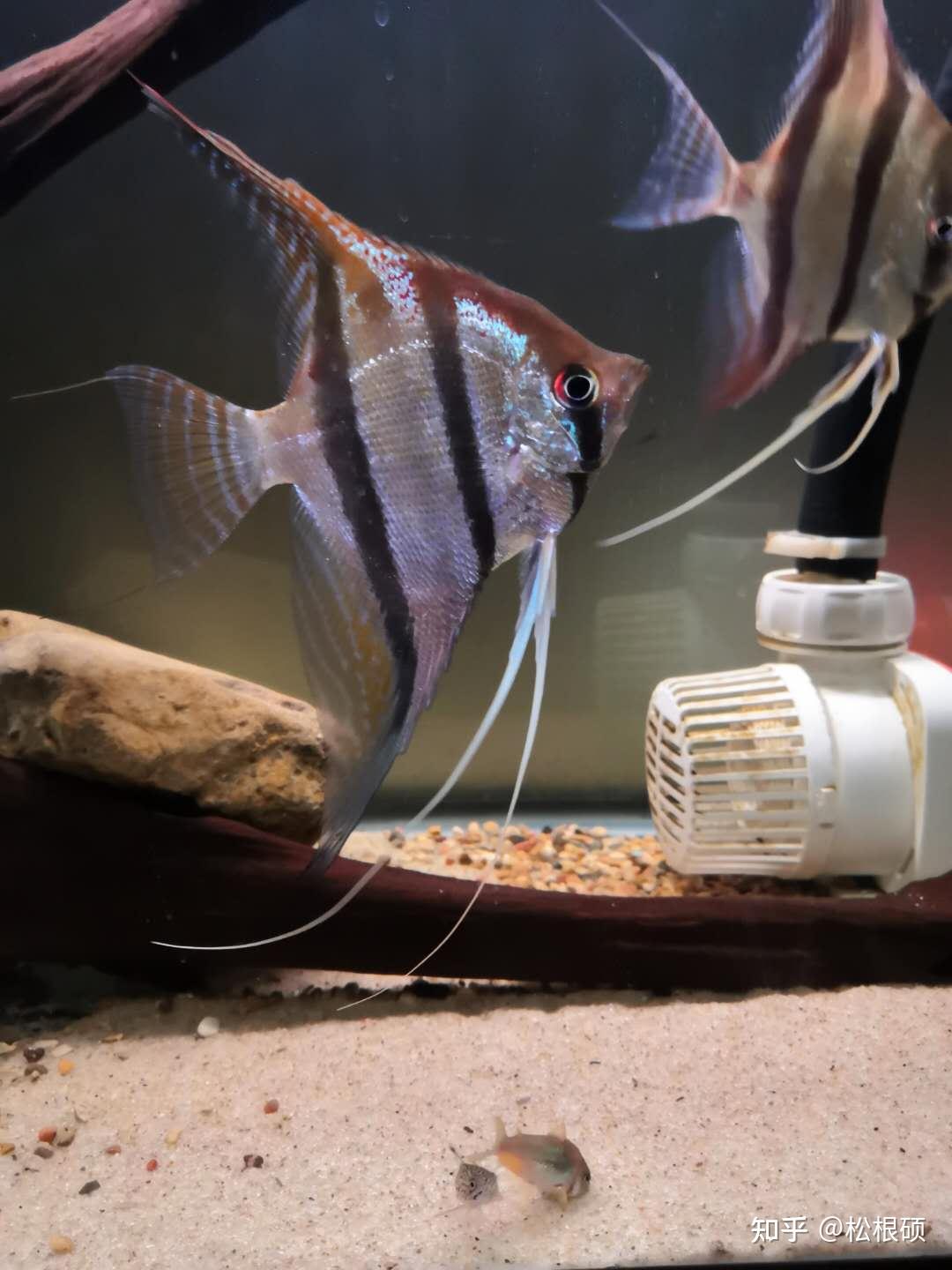 来自巴西的圣伊莎贝尔斯卡