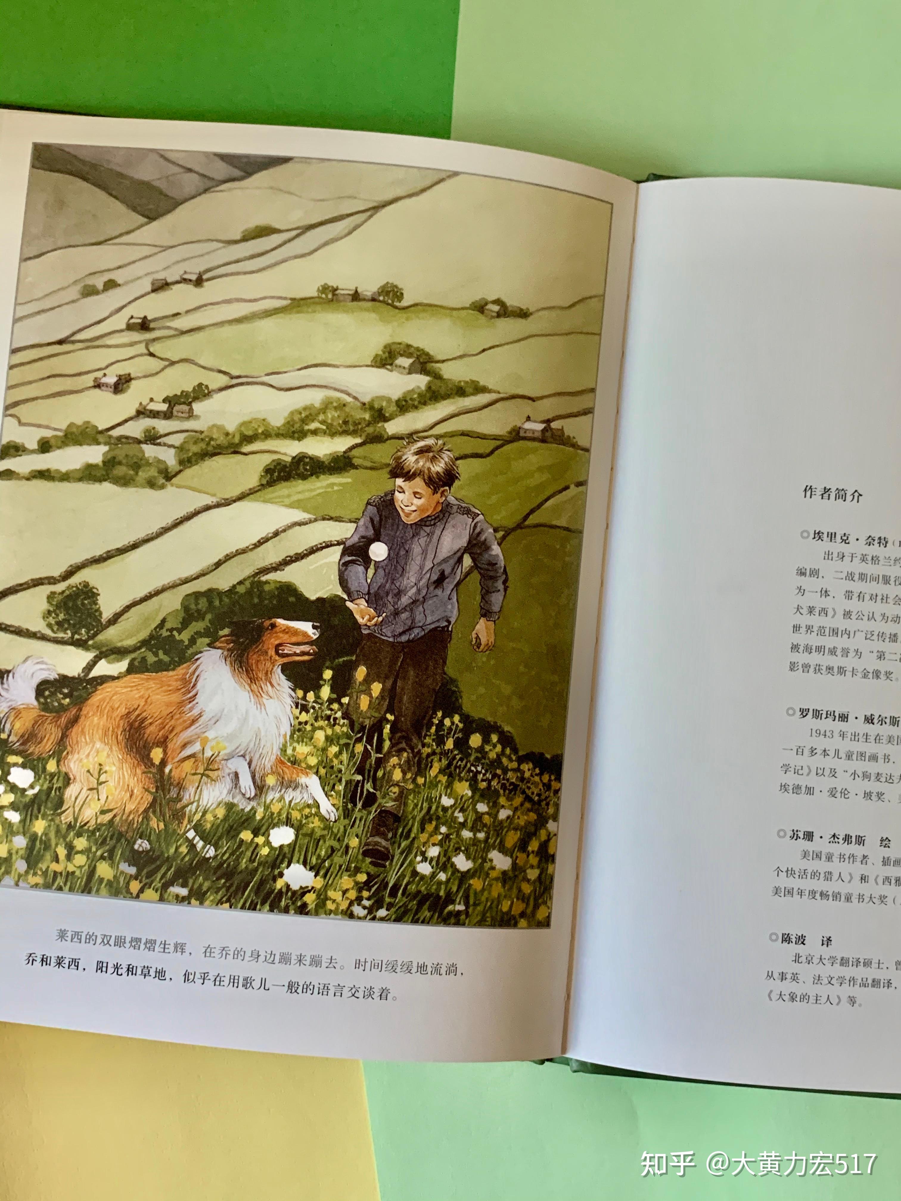 好喜欢这只灵犬莱西