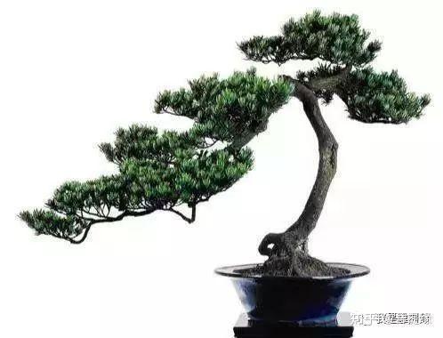 我是雕刻师 罗汉松要想美 该如何施肥 知乎