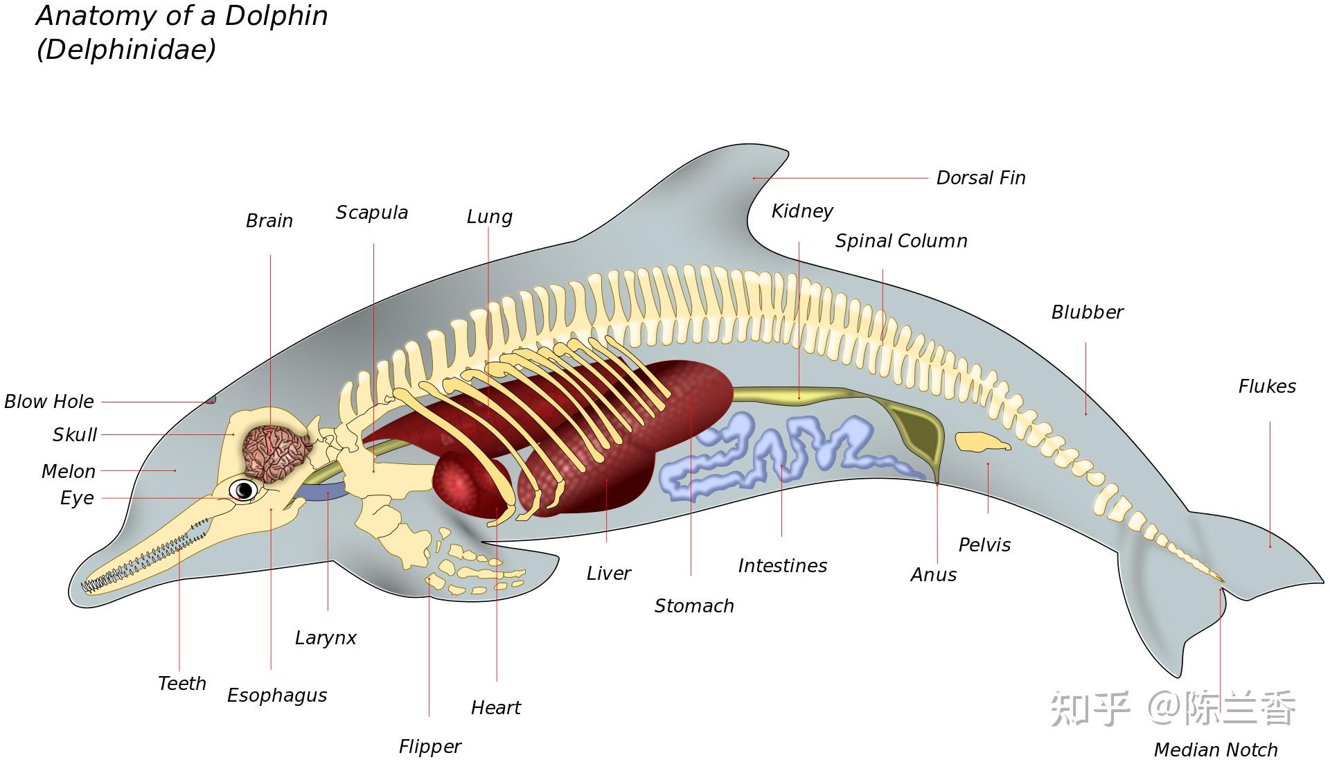 白鱀豚骨骼图片