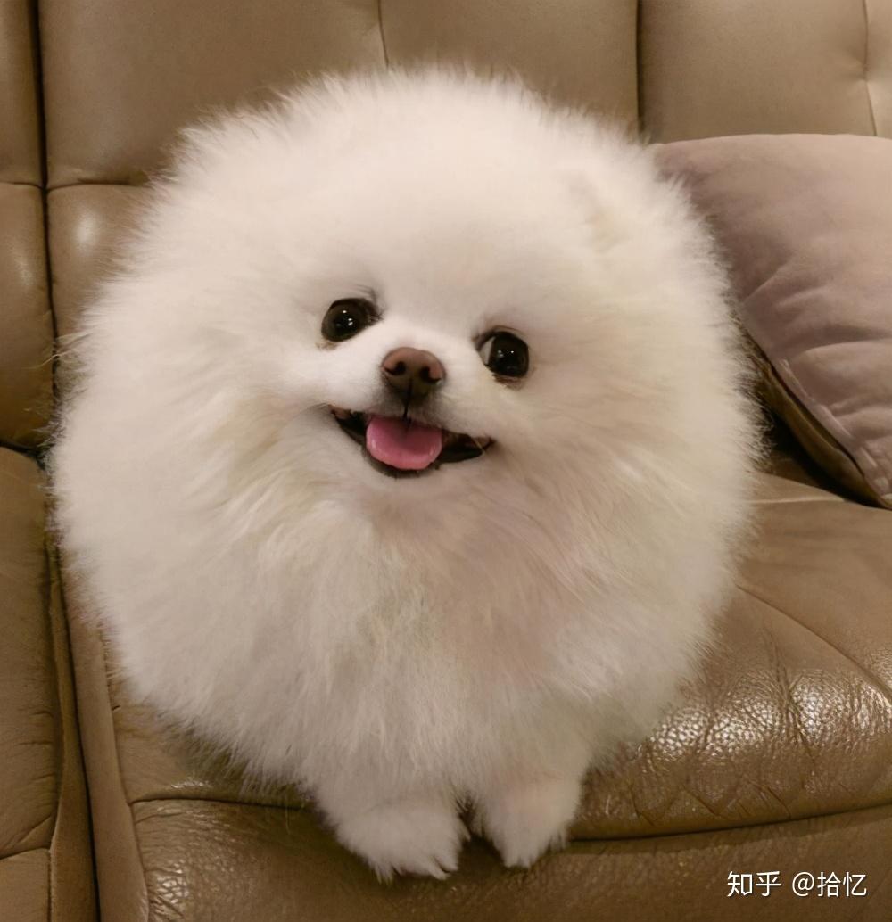 这6种狗堪称狗界醋王柴犬我终于上一次榜了