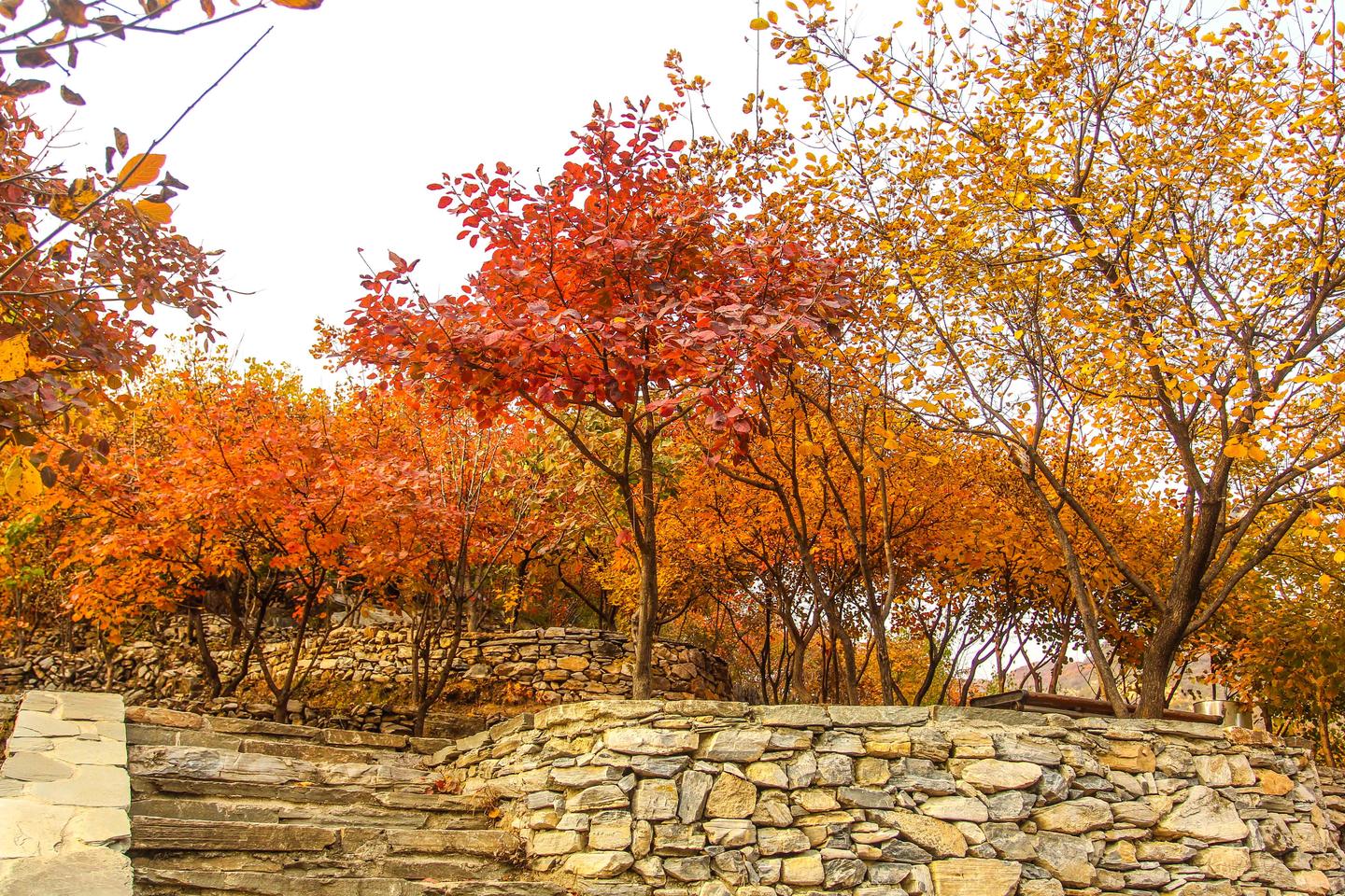 金秋十月 北京家门口除了游客爆满的香山 还有哪些红叶胜地 知乎