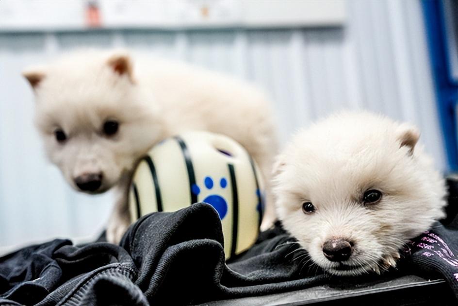 灭绝了1万多年的冰原狼被“复活了”?还要复活猛犸象、渡渡鸟 - 知乎