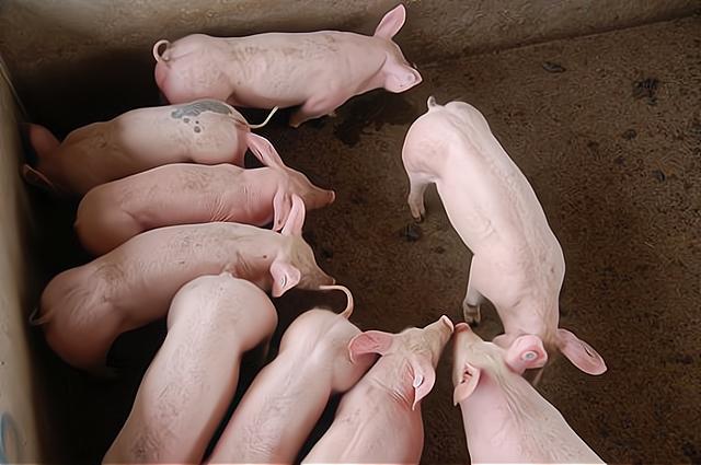 猪价进入"九元时代",养一头猪亏50元,还能养猪吗?